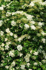 Elder flowers background