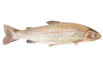 Trout on white, clipping path