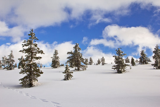 schneebedeckte Bäume bei Äkäslompolo, Finnland