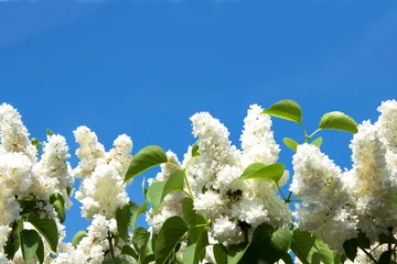 Abwaschbare Fototapete Lila Weiße Fliederbaumkrone im Frühling