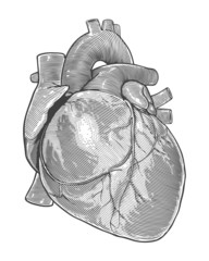 Human heart in vintage engraving style