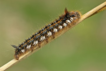 Trinkerin, Raupe der Grasglucke (Euthrix potatoria)