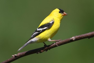 American Goldfinch on a branch