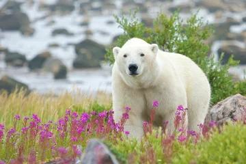 Printed kitchen splashbacks Icebear Curious Polar Bear closing in WB