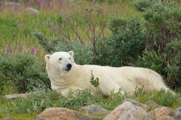 Lazy Polar Bear 1 WB