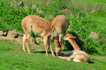 Naklejka na ściany i meble group of llamas