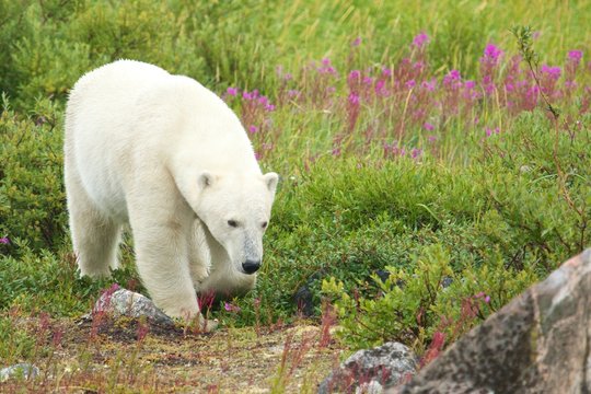 Polar Bear sniffing in the grass 2