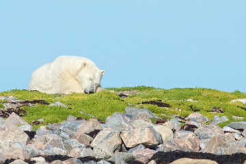Polar Bear asleep on the grass