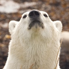 Sniffing Polar Bear Portrait