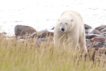 Fototapeta premium Polar Bear coming at shore