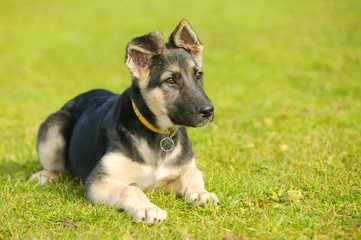 Deutscher Schäferhund Welpe  liegt im Gras