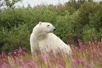 Papier Peint photo Lavable Ours polaire Polar Bear and Fire Weed 3