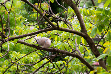 Wild dove on the tree