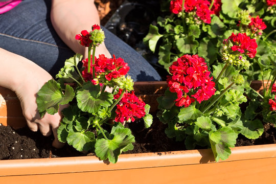 Blumenkasten wird bepflanzt