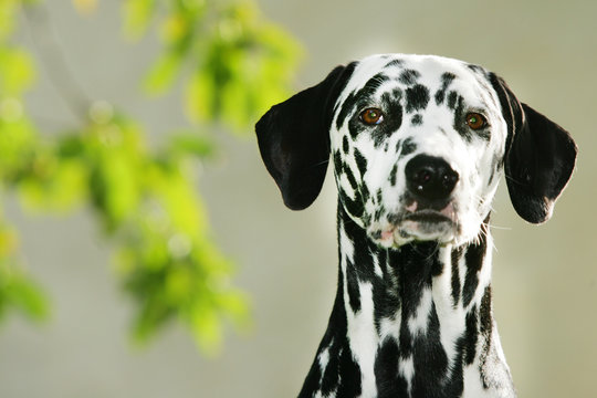 Dalmatiner Portrait