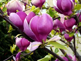 Fotobehang Magnolia mooie bloemen van magnoliaboom