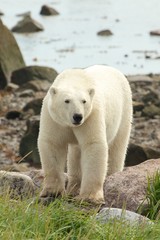 Fototapeta premium Polar Bear on the shore 1