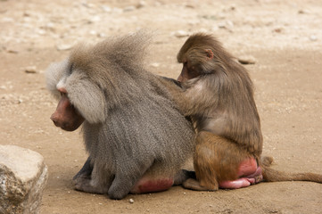 Fototapeta premium lousing baboons