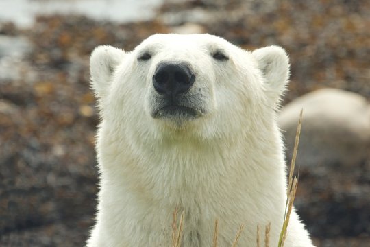 Polar Bear Portrait 3