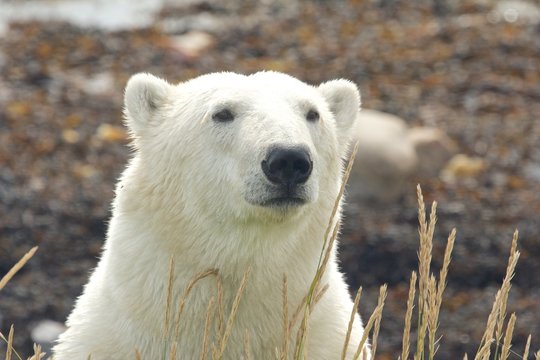 Polar Bear Portrait frontal WB