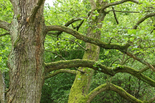 "Knorriger Erlenbaum" Stockfotos und lizenzfreie Bilder auf Fotolia.com