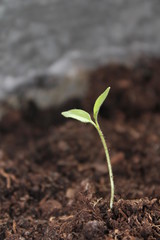 New life growth seedling growing up from dirt soil stock, photo, photograph, image, picture, press, 