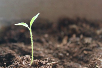 New life growth seedling growing up from dirt soil background concept copy space stock, photo, photograph, image, picture