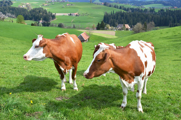Fototapeta na wymiar Krowy w regionie Emmental, Szwajcaria