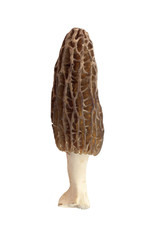 Morel mushroom isolated on white background