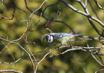 Blaumeise sitzt auf einem Ast