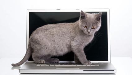  kitten and a laptop