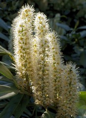 white flowers of cherry laurel shrub