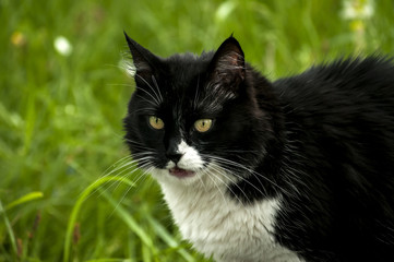 Naklejka na ściany i meble Black and white cat closeup on rural background