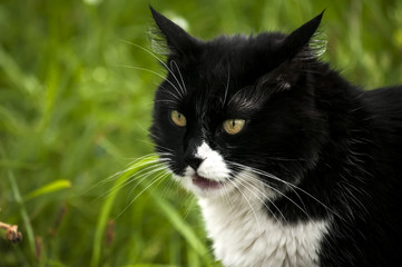 Black and white cat closeup on rural background