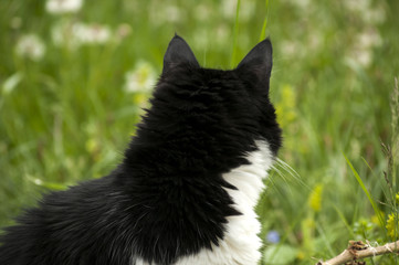 Black and white cat closeup on rural background