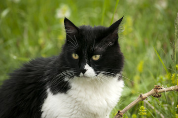 Naklejka na ściany i meble Black and white cat closeup on rural background