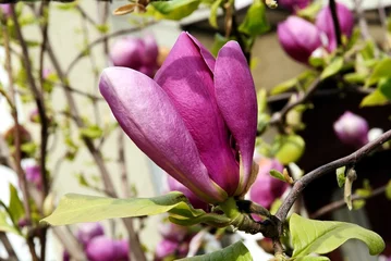 Cercles muraux Magnolia fleur de magnolia