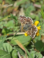 Roter Würfel-Dickkopffalter (Spialia sertorius)