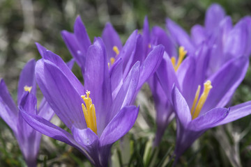 Blue crocus