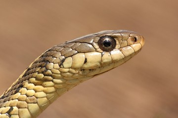 Garter Snake (Thamnophis sirtalis)