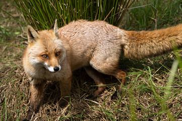 Red Fox