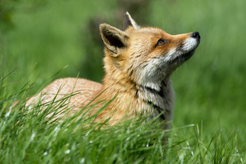 Red Fox