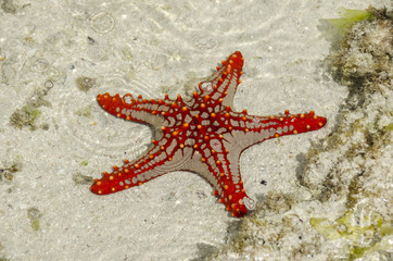 Starfish