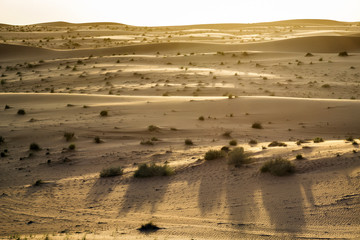 Desert evening mood Oman