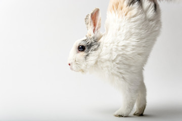 Rabbit on white