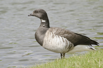Brent goose portrait.