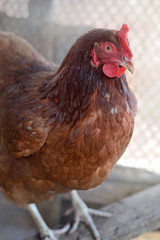 Closeup portrait of a chicken.  Poultry.