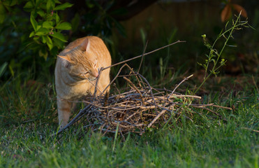 Chat roux