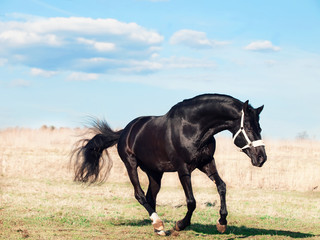 Fototapeta premium Running beautiful black breed stallion in spring field