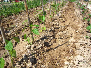 runner bean and pepper seedlings